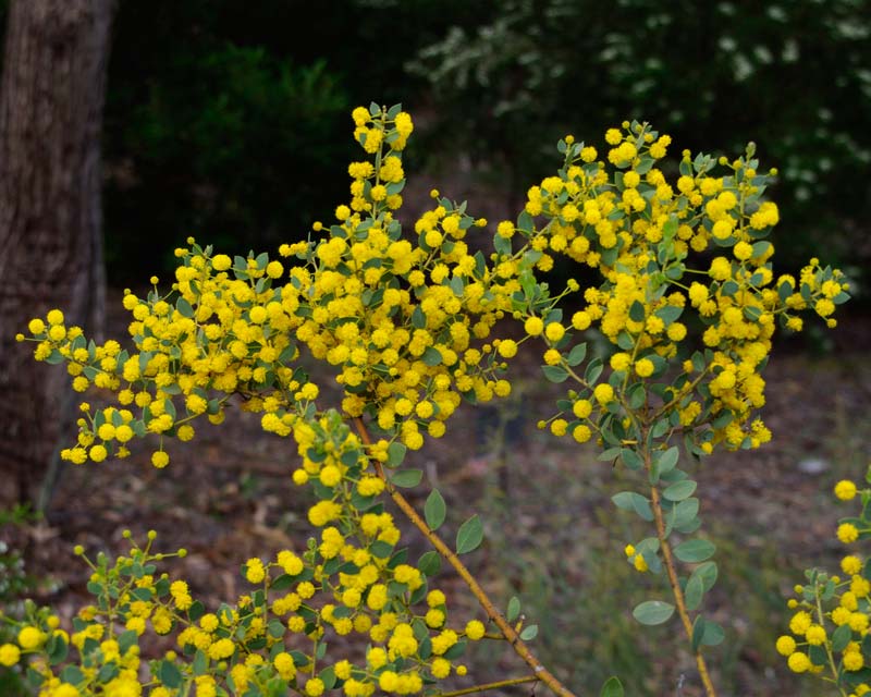 Grey Wattle