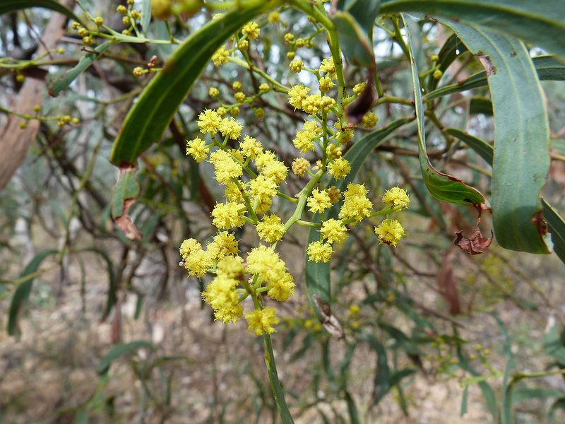 Drooping Wattle