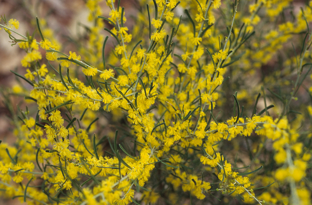 Bent-leaf Wattle