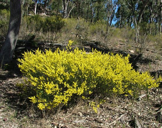 Acacia flexifolia flora plant