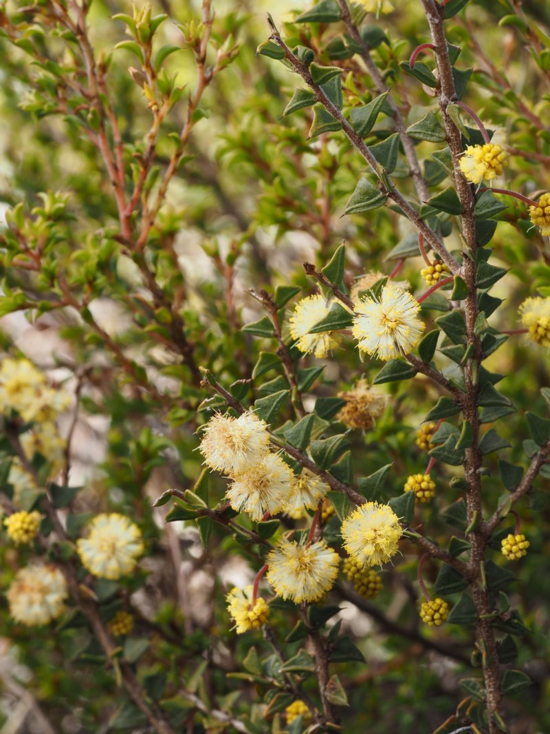 Ploughshare Wattle