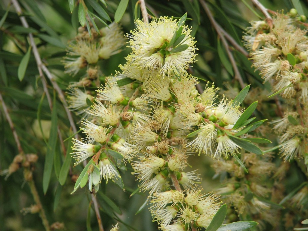 Callistemon sieberi (base)