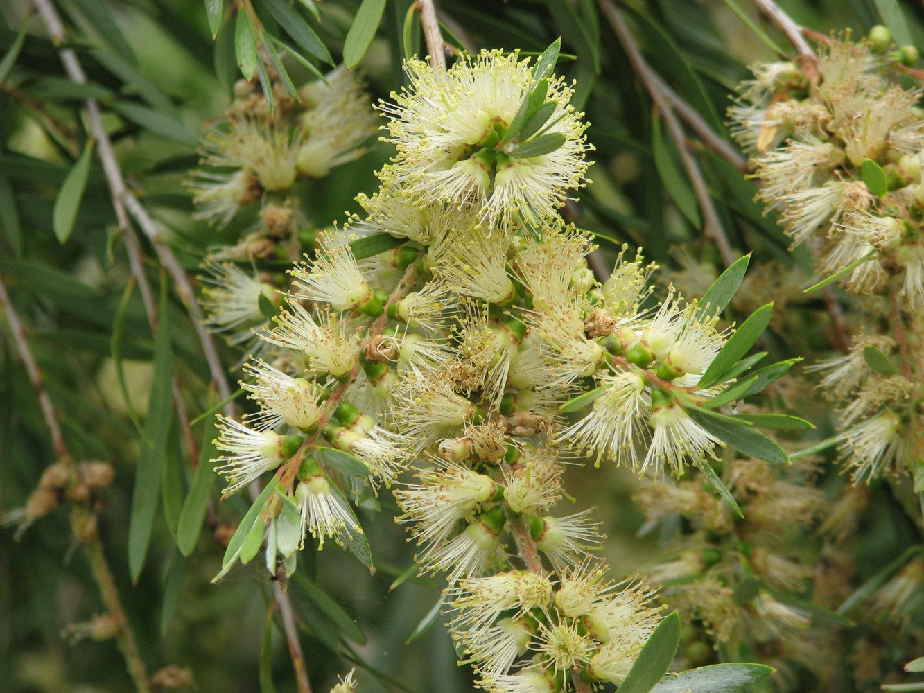 River Bottlebrush