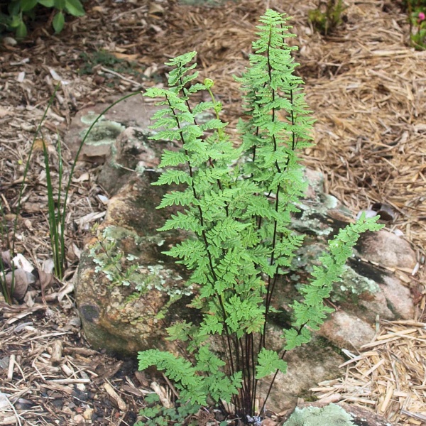 Bristly Cloak Fern