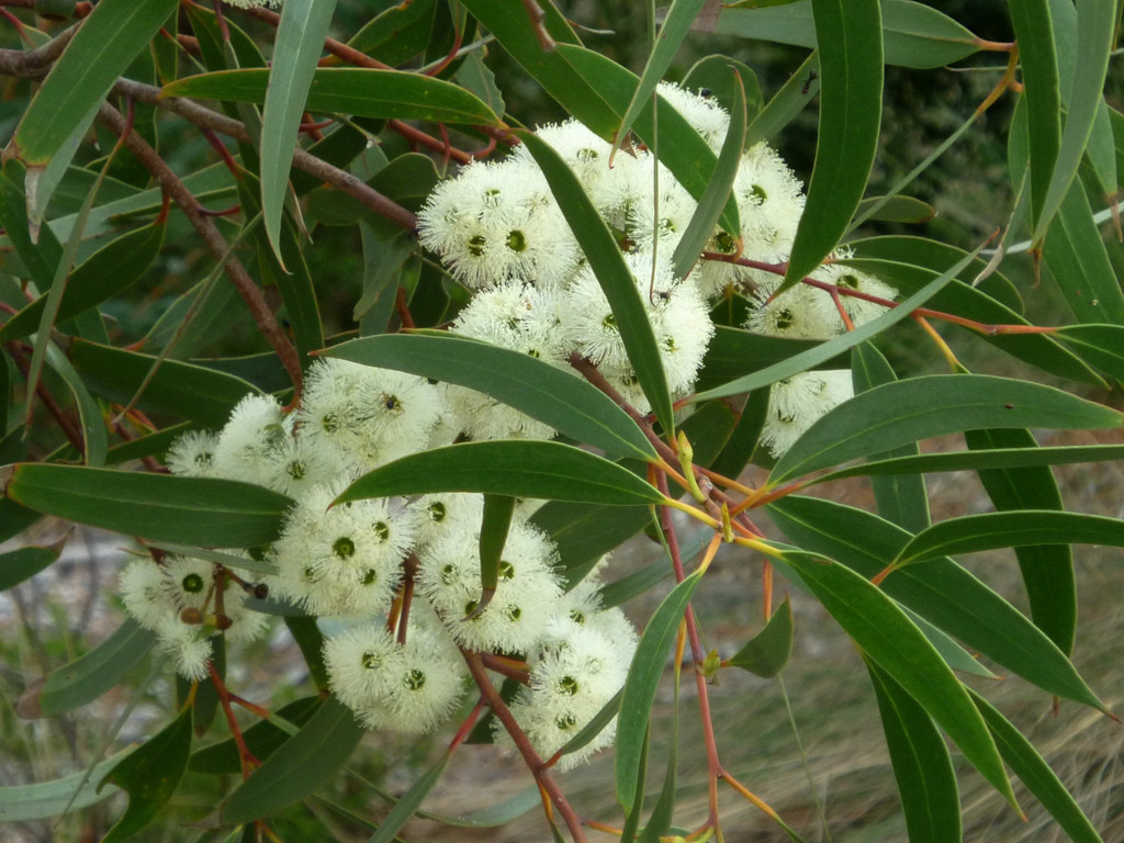 Eucalyptus bicostata flora flowers