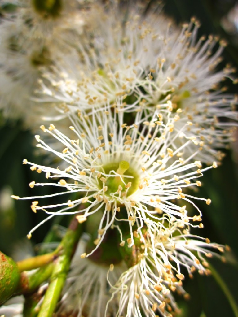 Eucalyptus dalrympleana flora flowers