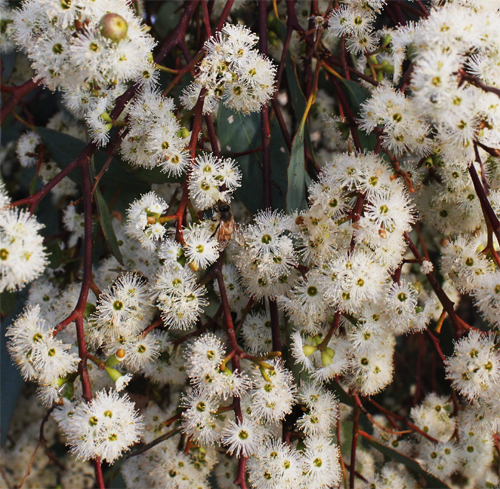 Eucalyptus microcarpa flora flowers