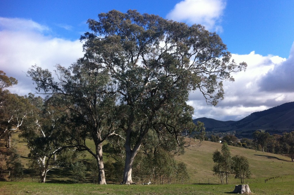 Eucalyptus microcarpa flora plant
