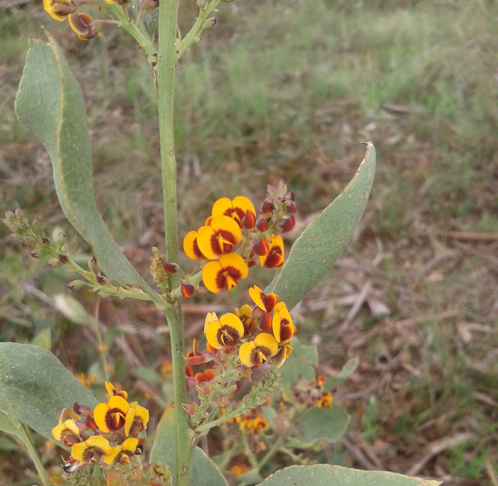 Platylobium formosum (base)