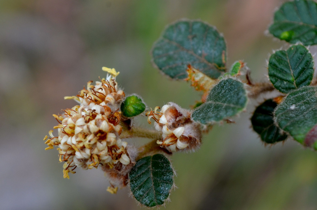 Pomaderris eriocephALA flower