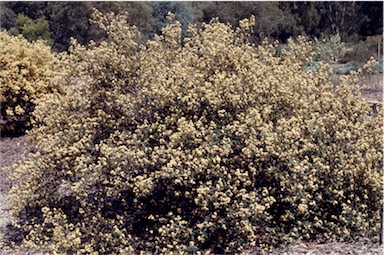 Pomaderris eriocephALA flora plant