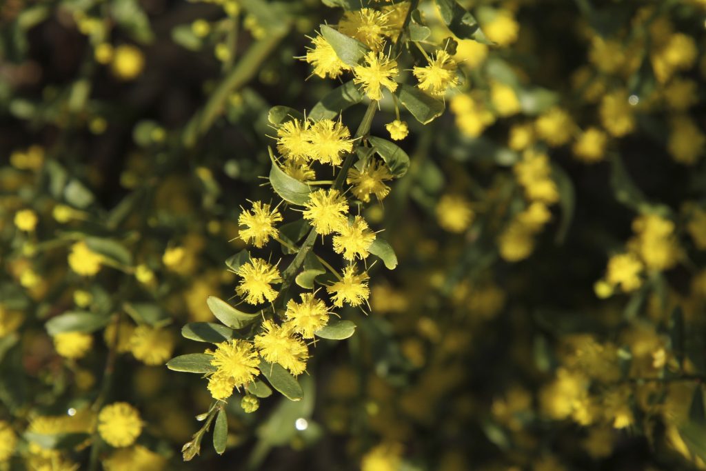 Gold-dust Wattle