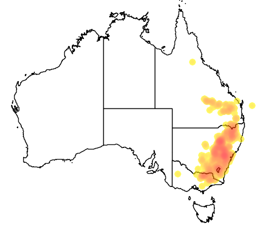 Acacia buxifolia flora location map