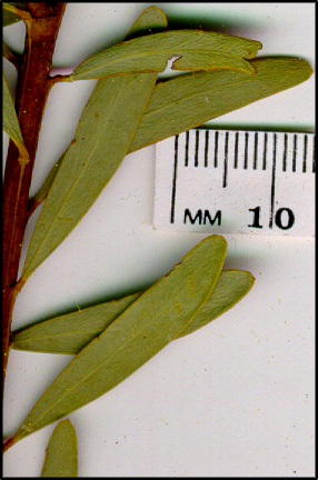 Acacia buxifolia (l)