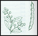 Acacia buxifolia (outline)