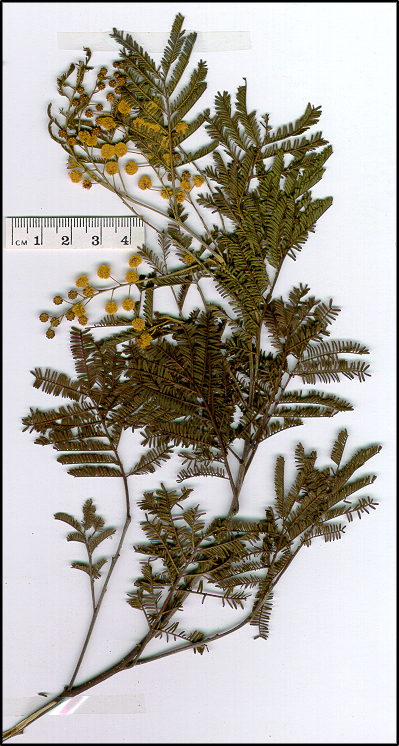 Acacia deanei subsp deanei (base)