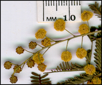 Acacia deanei subsp deanei (f)