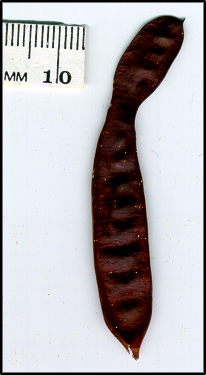 Acacia deanei subsp deanei (s)