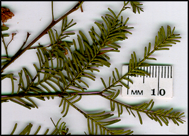 Acacia deanei subsp paucijuga (l)