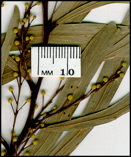 Acacia difformis (f)