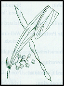 Acacia difformis (outline)