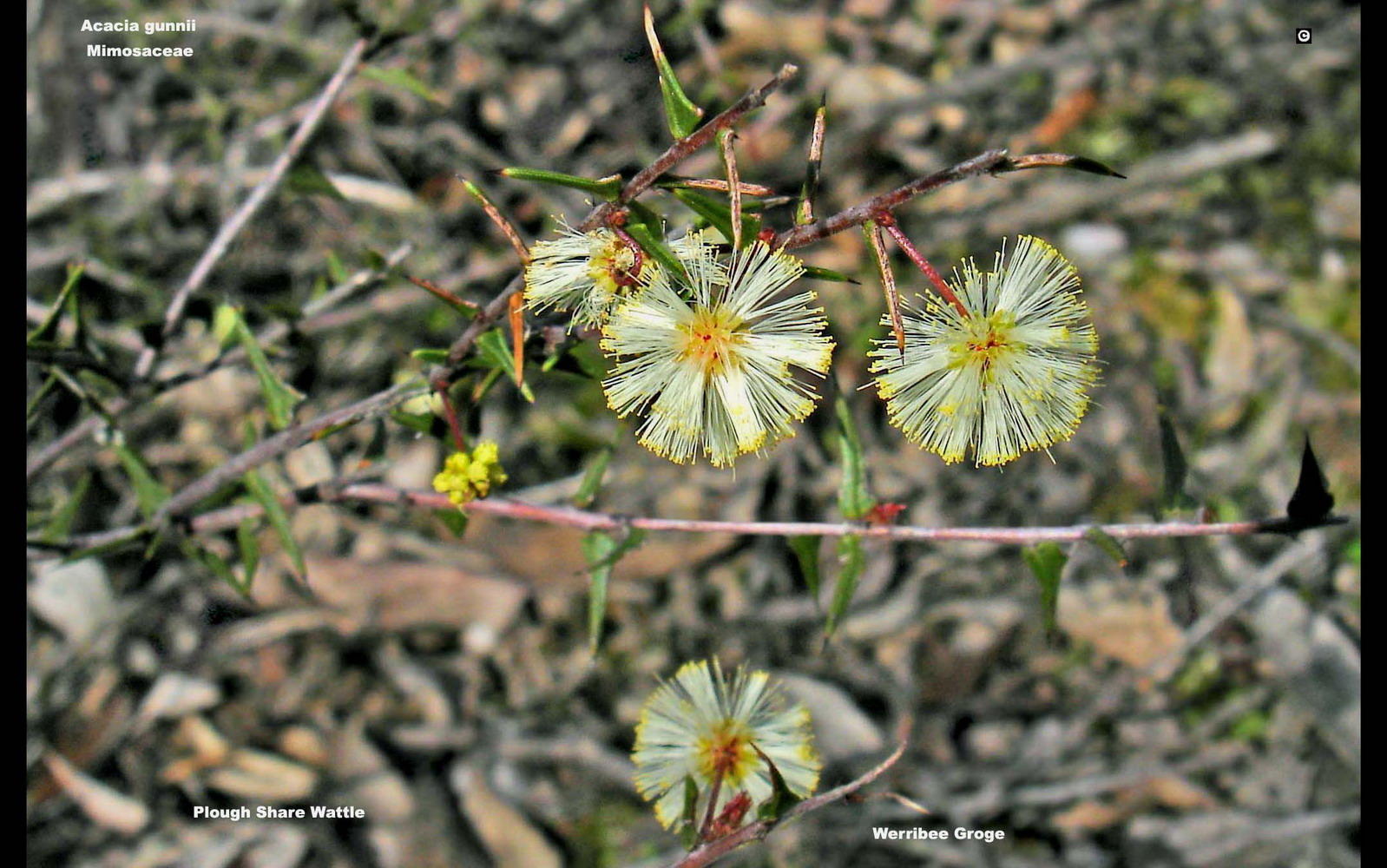 Acacia gunnii flora ALA source