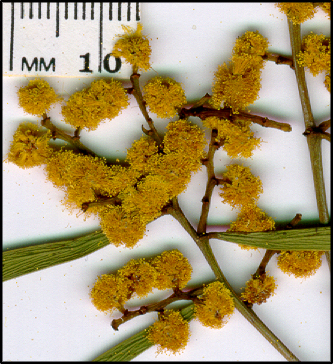 Acacia hakeoides (f)