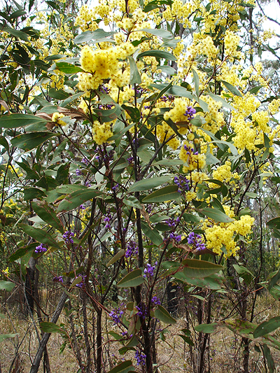 Hickory Wattle