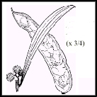 Acacia pendula (outline)