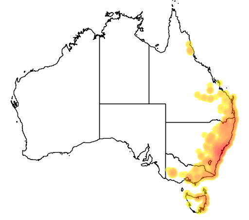 Acacia ulicifolia flora location map