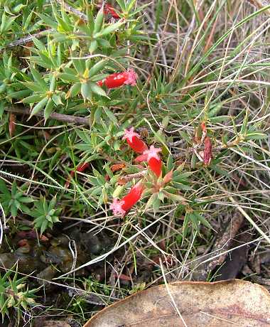 Native Cranberry
