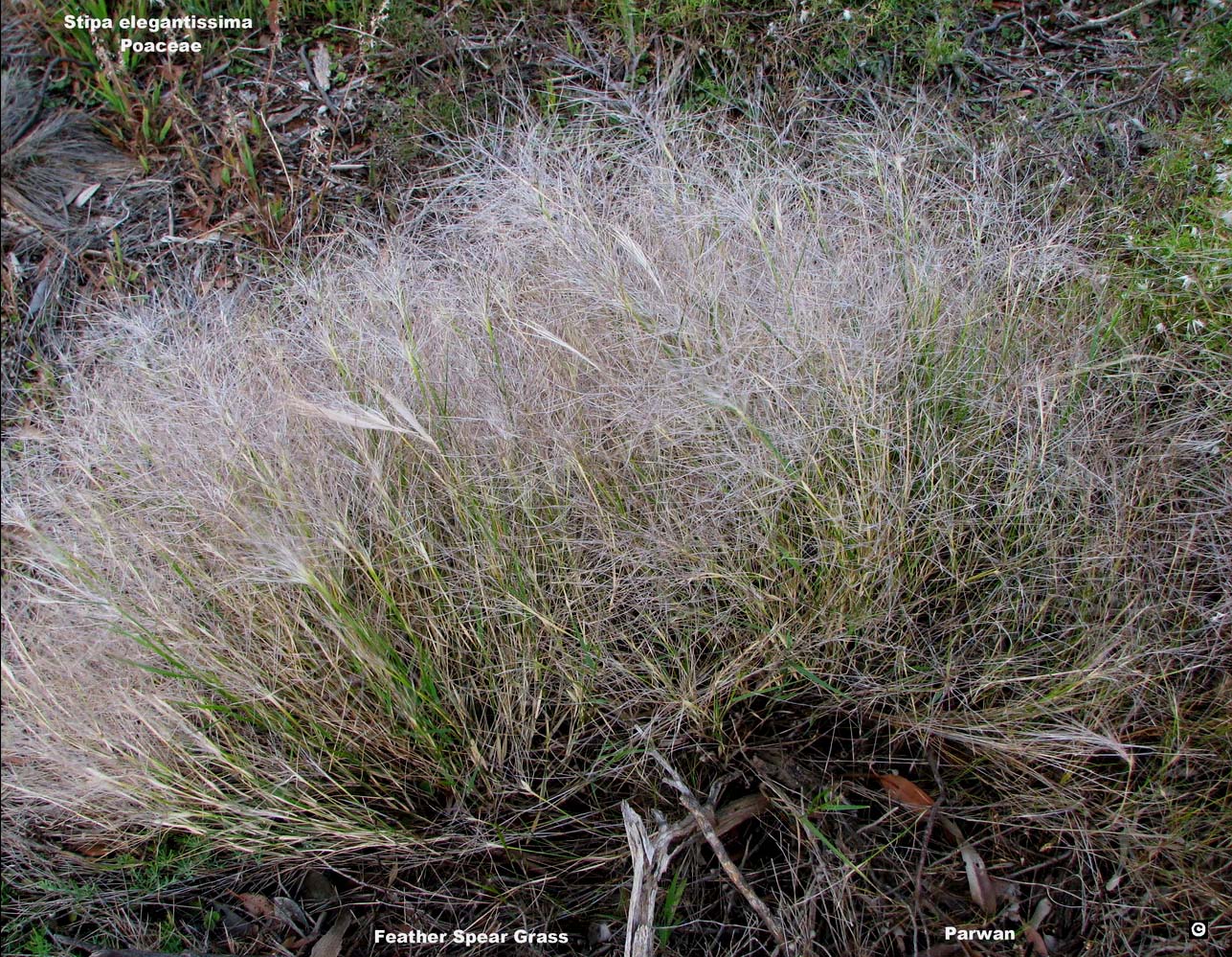Feather Speargrass