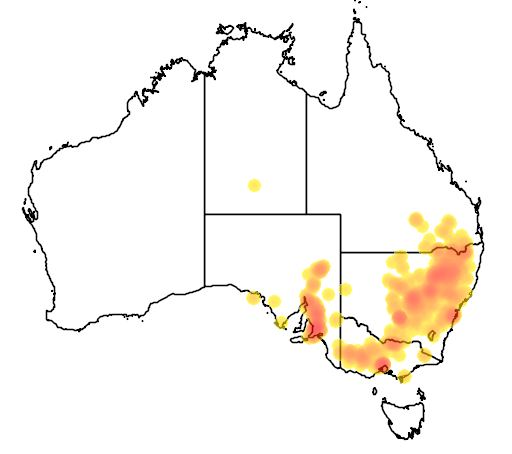 Austrostipa setacea flora location map