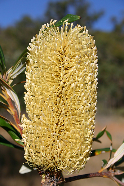 Banksia integrifolia flora ALA source