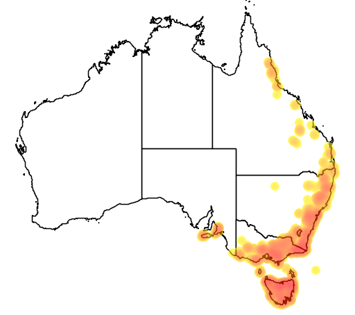 Blechnum nudum flora location map