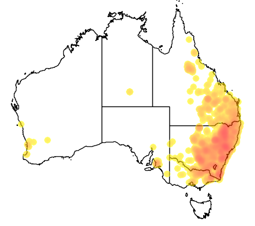 Brachychiton populneus flora location map