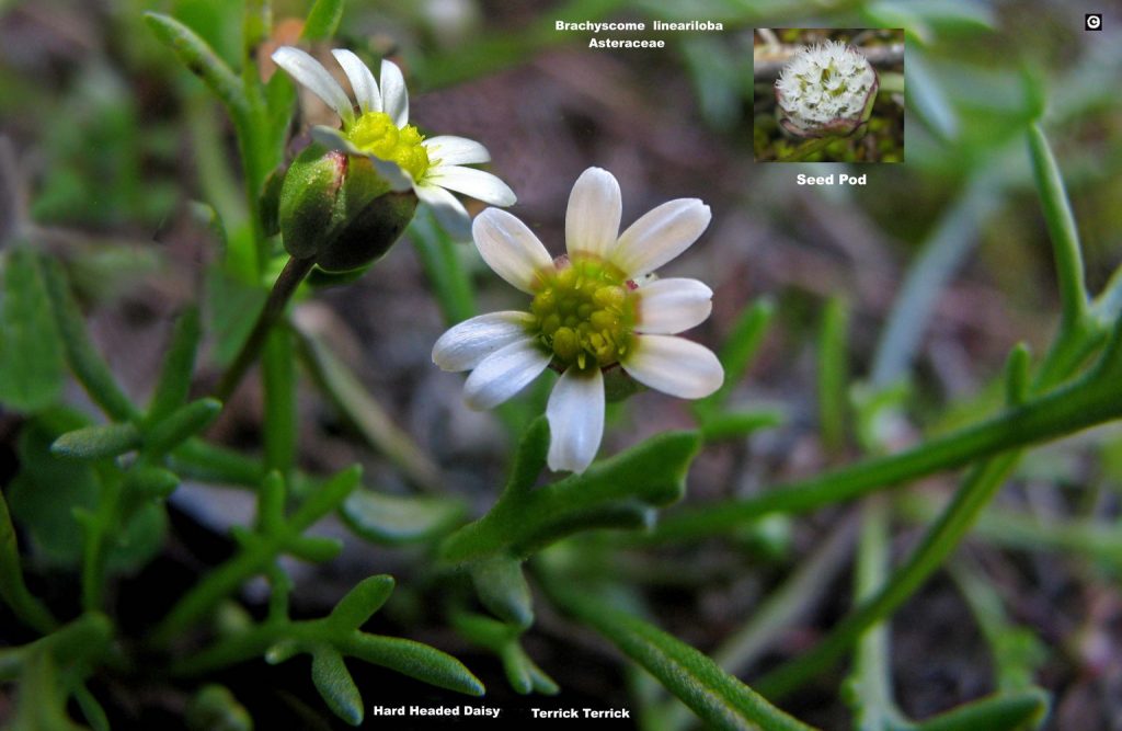 Hard-headed Daisy
