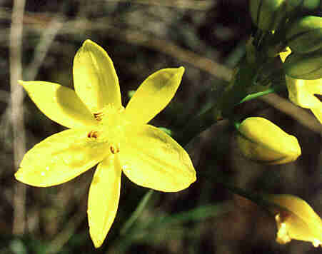 Bulbine Lily