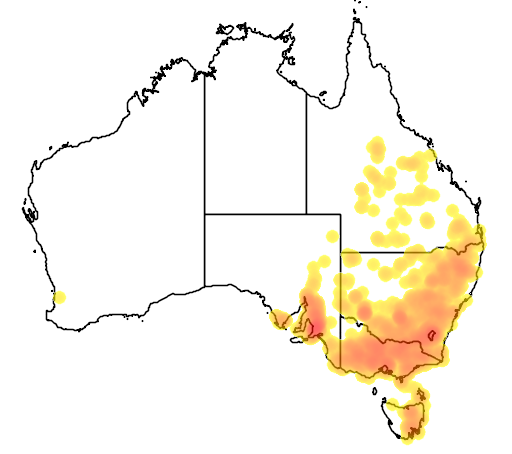 Bulbine bulbosa flora location map