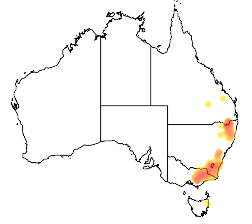 Callistemon pityoides flora location map