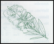 Callistemon pityoides (outline)