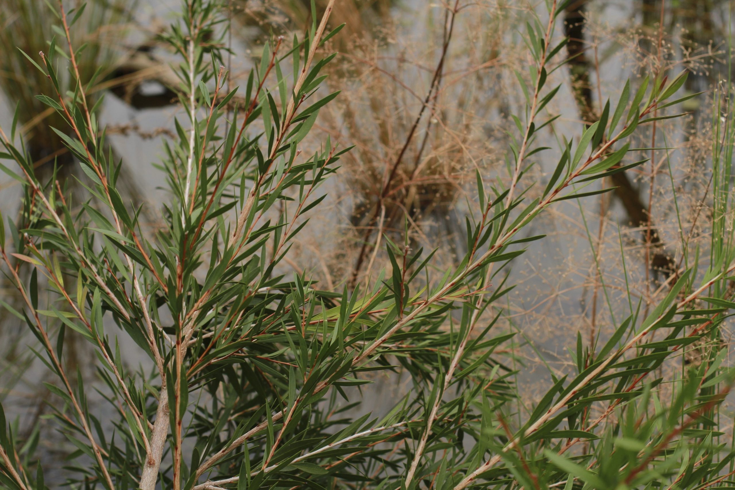 Callistemon sieberi flora ALA source