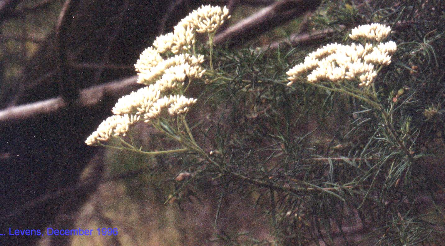 Cassinia aculeata flora ALA source