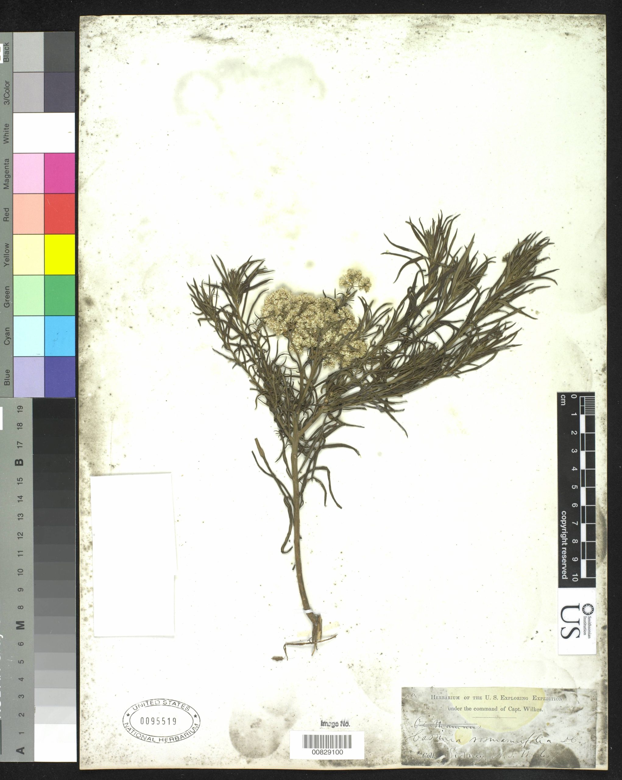 Cassinia laevis flora ALA source