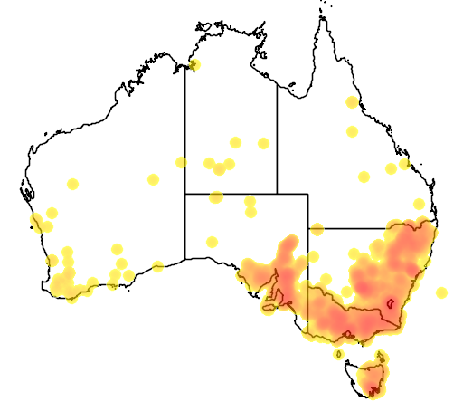 Chrysocephalum semipapposum flora location map