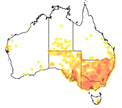 Convolvulus erubescens flora location map