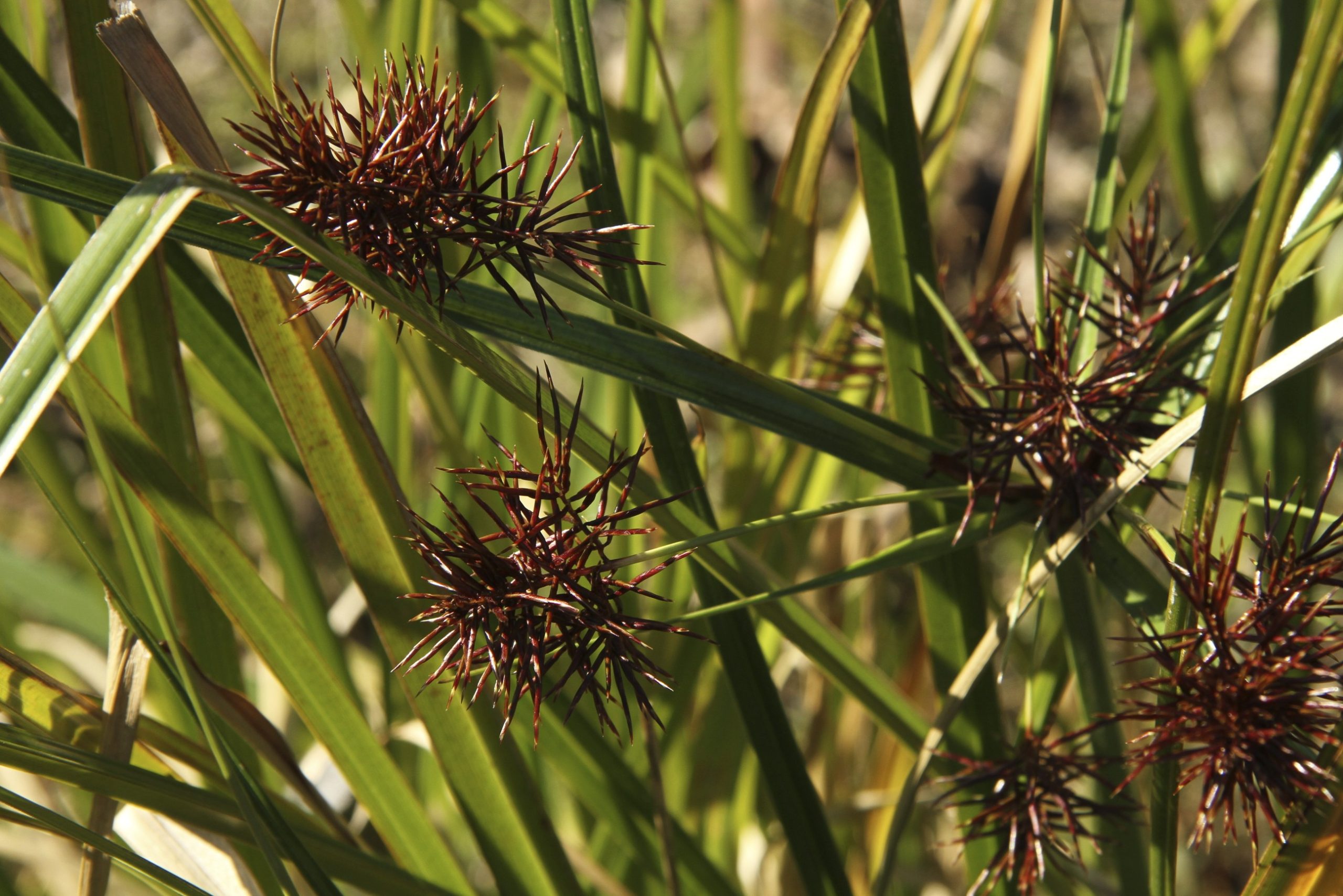 Cyperus lucidus flora ALA source