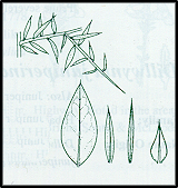 Daviesia ulicifolia (outline)