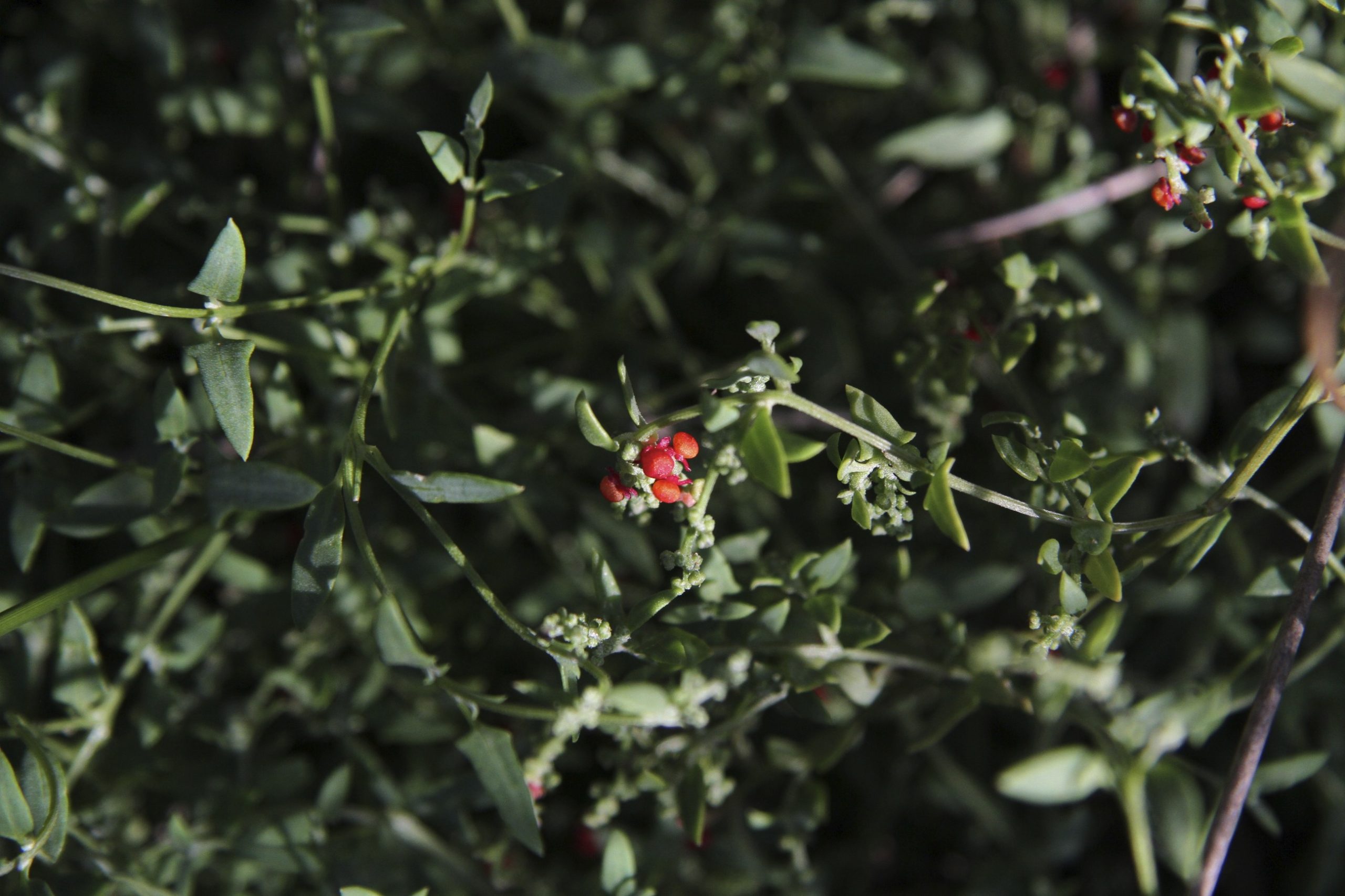 Einadia nutans flora ALA source