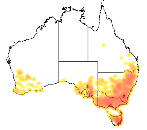 Elymus scaber flora location map